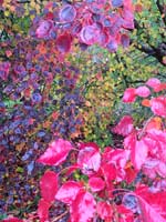 9996-autumn-colour-T