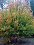 Acer-buergeranium | Trident Maple