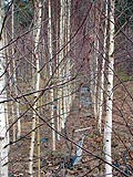 Betula pendula | Silver birch 