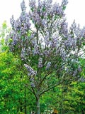 Paulonia tormentosa | Empress tree