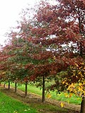 Quercus palustris | Pin oak