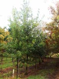 Quercus robur | English oak