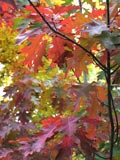 Quercus rubra | Red Oak