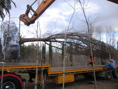 tree-move-5
